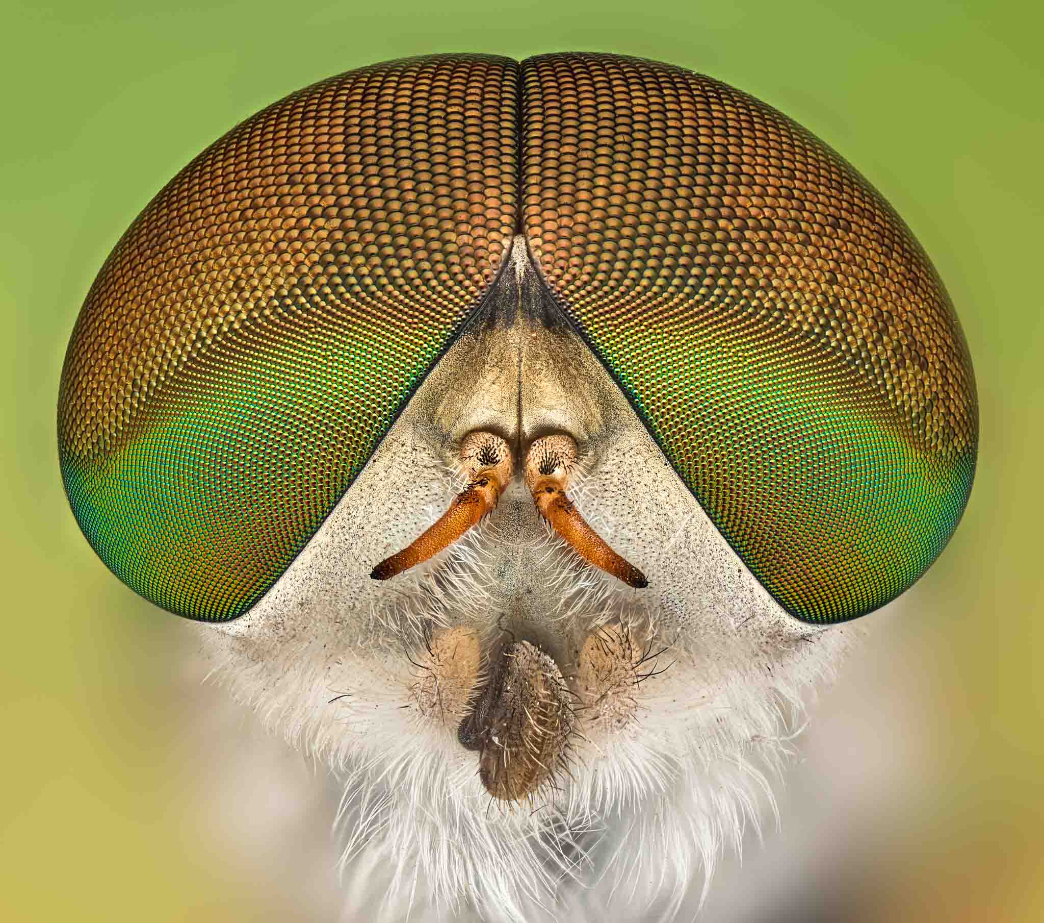 cameratinhte-BIG_EYES_HORSEFLY (1).jpg