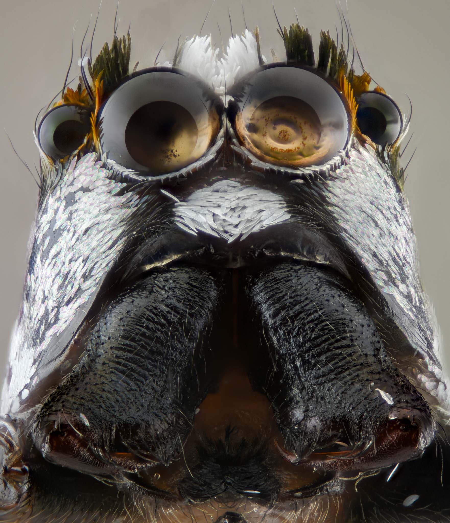 cameratinhte-Spider Portrait.jpg