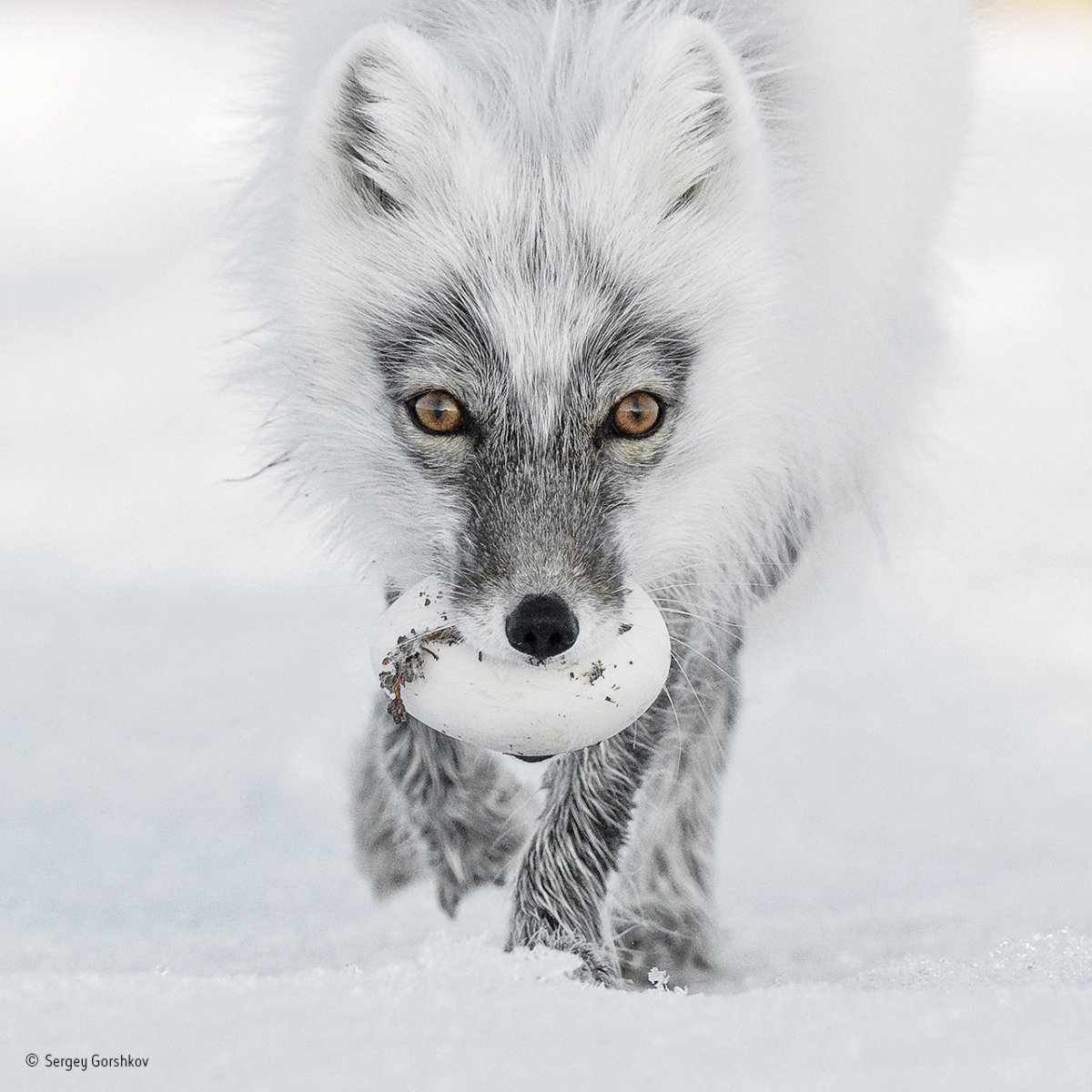 Wildlife Photographer of the Year 2017 Tinhte_1.jpg