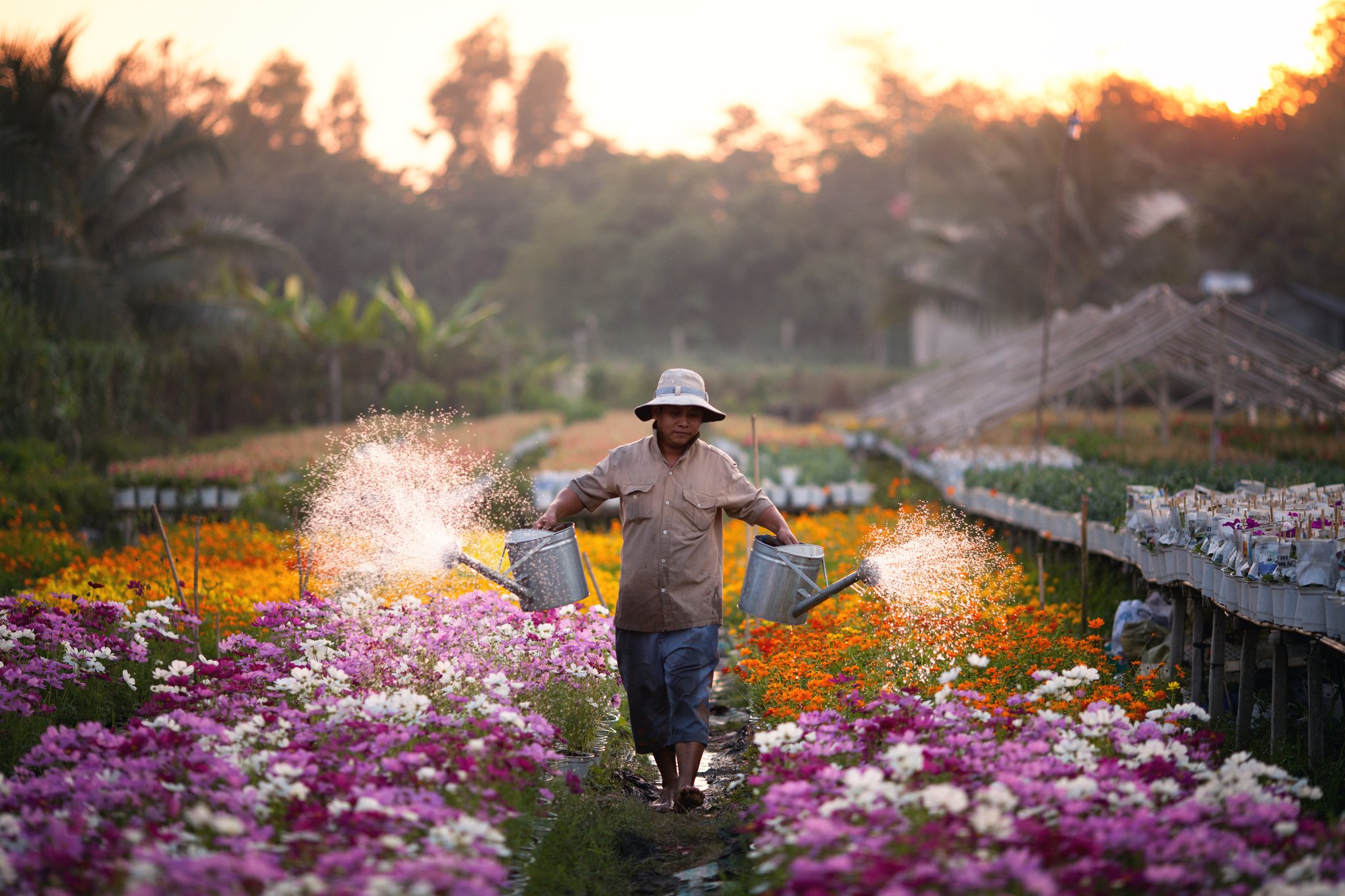 Watering flowers. Man watering Flowers Vintage.