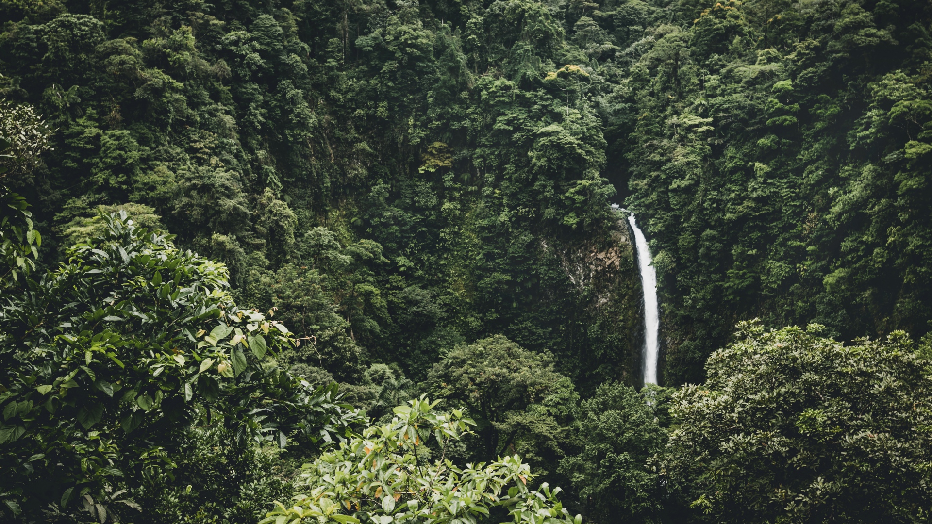 waterfall_trees_top_view_115477_1920x1080.jpg