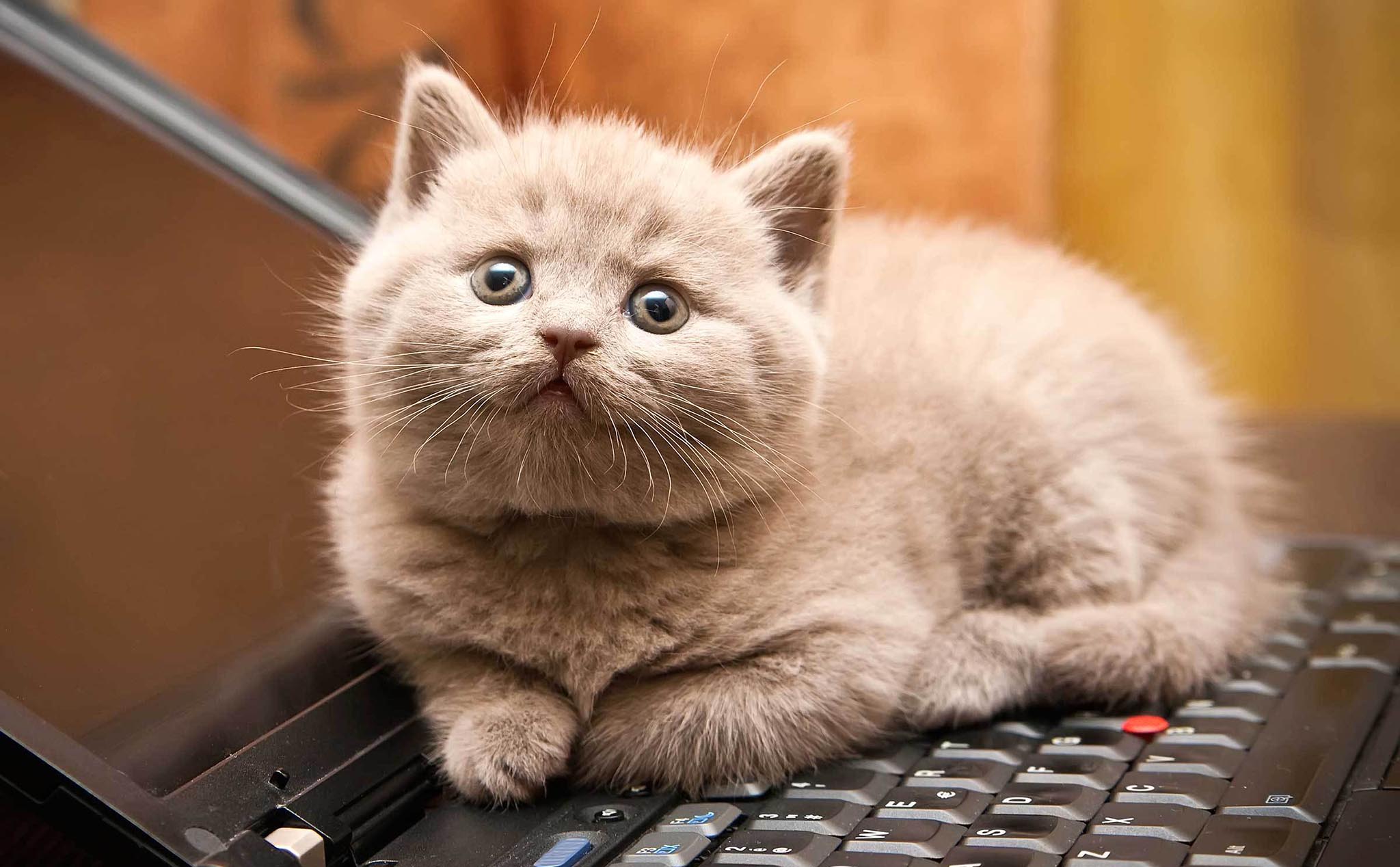 Bạn là người yêu thích laptop và mèo? Hãy xem bức ảnh độc đáo này về một chú mèo đáng yêu đang bảo vệ laptop của mình. Chắc chắn bạn sẽ cảm thấy bất ngờ với khoảnh khắc đáng yêu này và muốn sở hữu bức ảnh ngay lập tức!