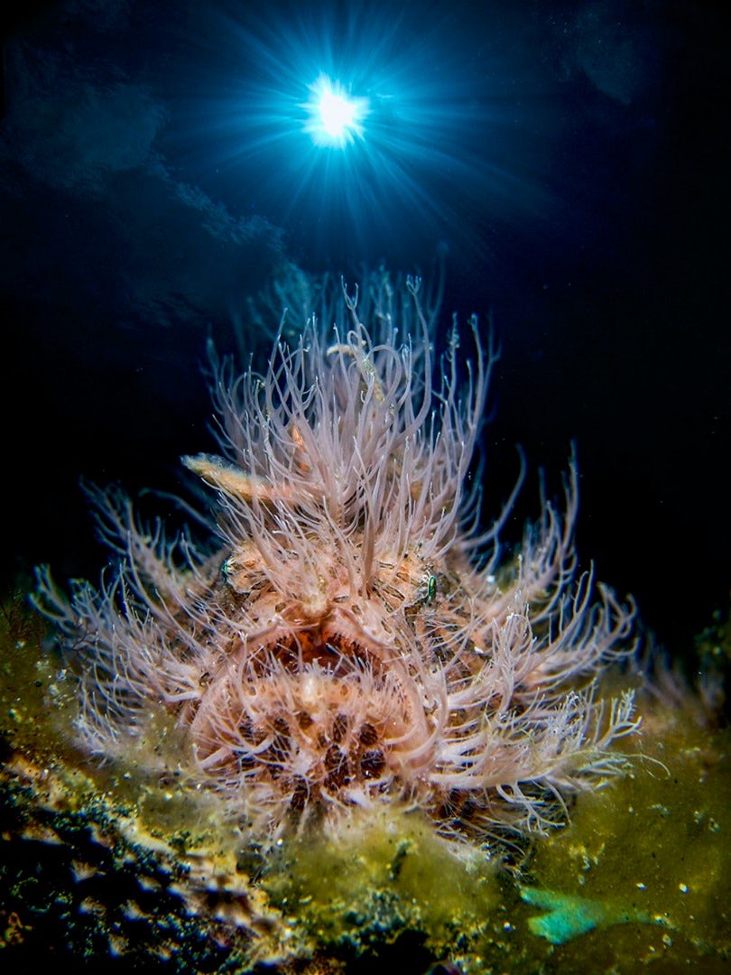 underwater-photography-contest-33.jpg