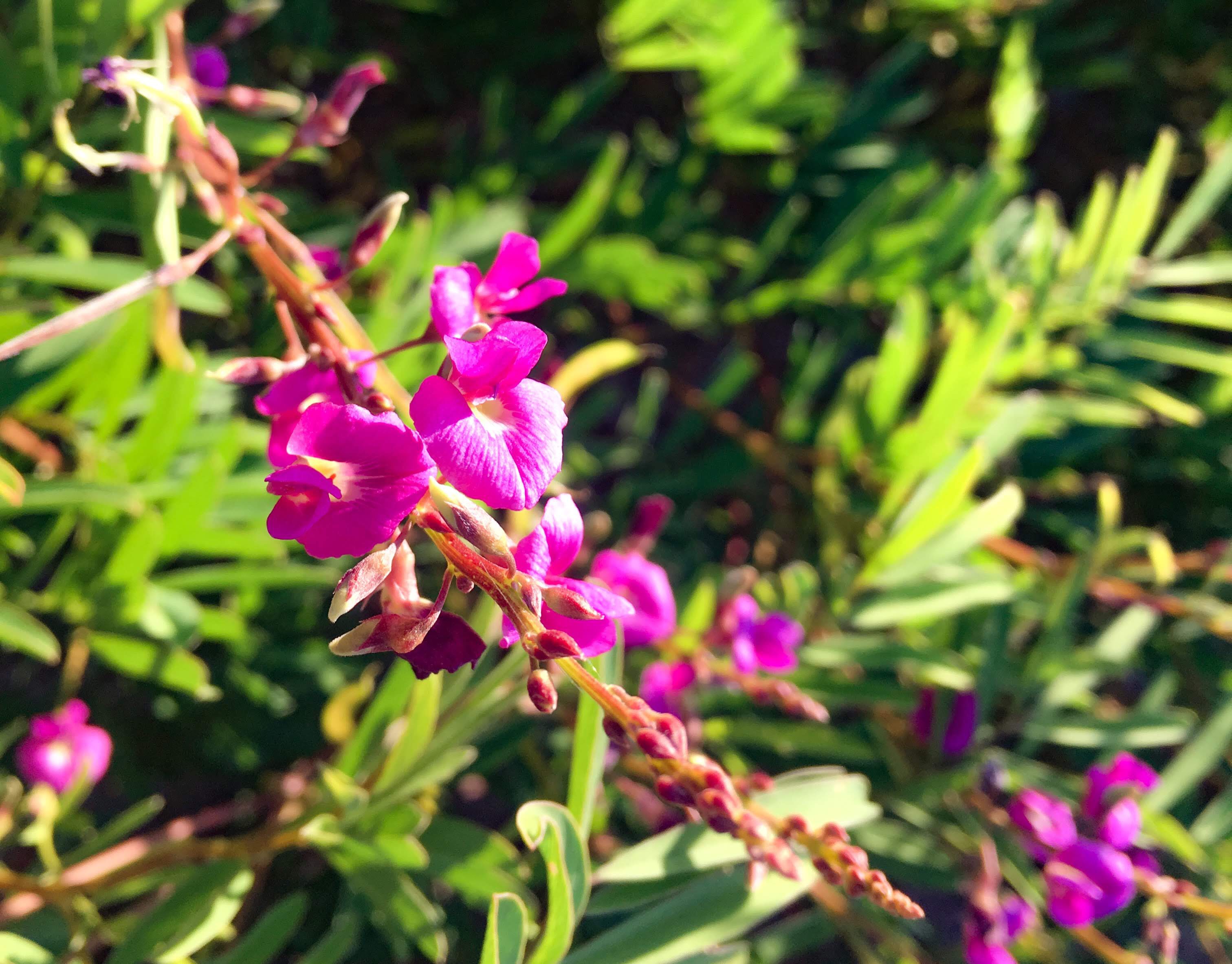 98D380CF-AE94-4593-AA91-A66D42D4455D.jpeg