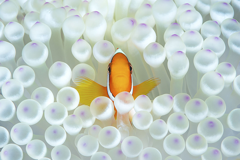 Khuyến khích Nemo.jpg