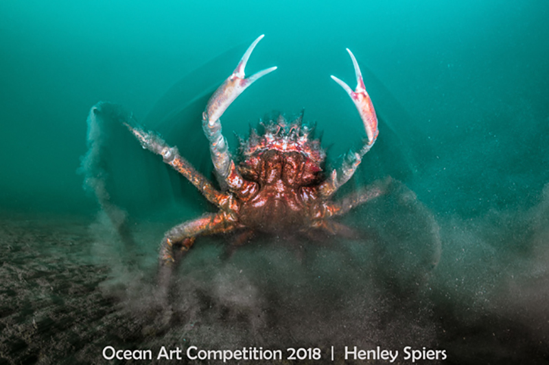 Khuyến khích Cold-Water_Henley_Spiers_Spider-Crab-Attack.jpg