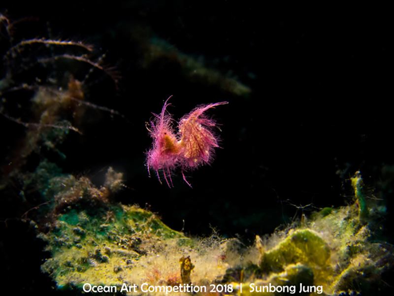 04 -Compact-Macro_SUNBONG_JUNG_A-hairy-shrimp-in-the-air.jpg