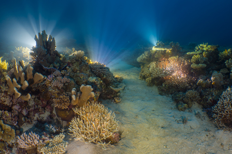 03 -Reefscapes_Alex_Lindbloom_A-Reef-the-Glows.jpg