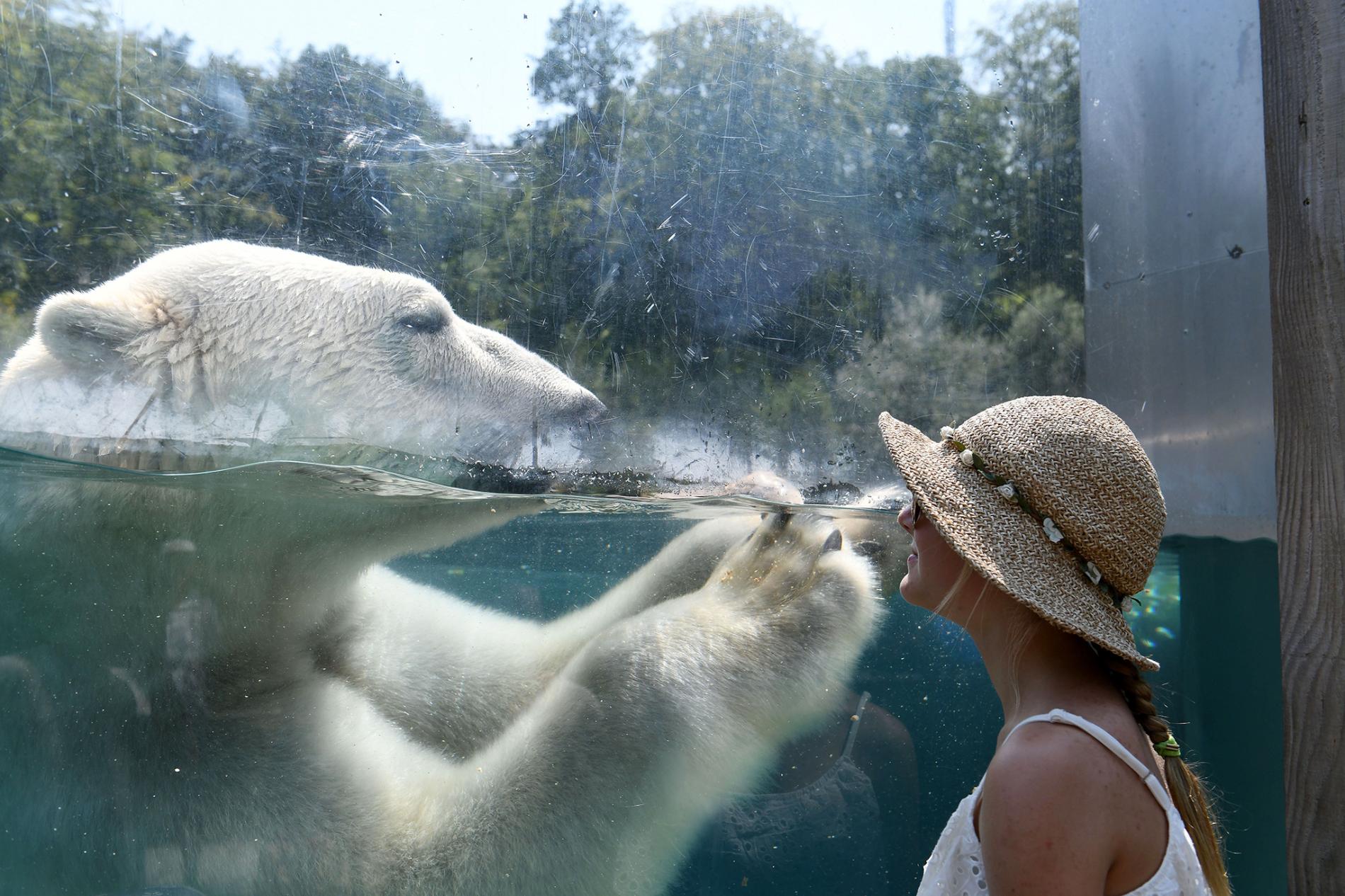 01-dangerous-animal-selfies-gettyimages-1010255490.adapt.1900.1.jpg