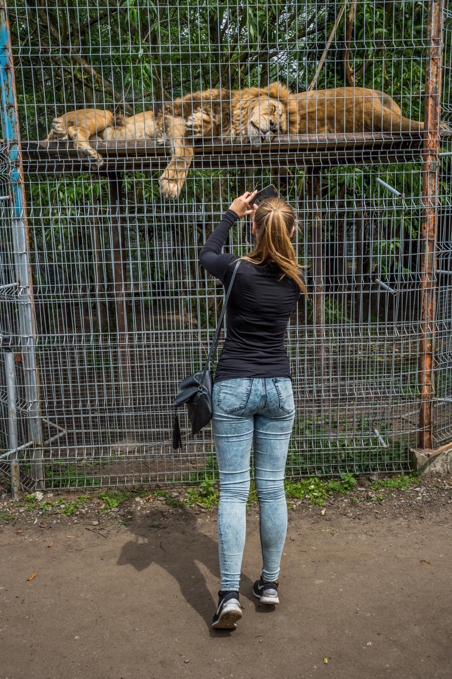 03-dangerous-animal-zoos_ltudaz_jmcarthur_2016-7150.adapt.1900.1.jpg