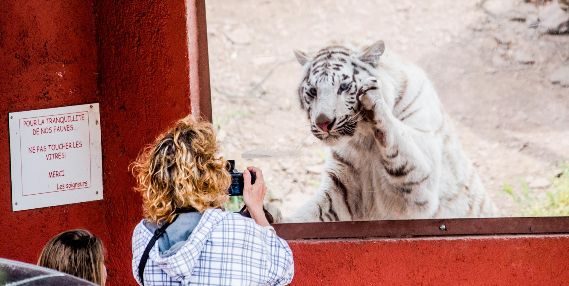 05-dangerous-animal-selfies-zoos_fraus_jmcarthur_2016-8635.adapt.1900.1.jpg