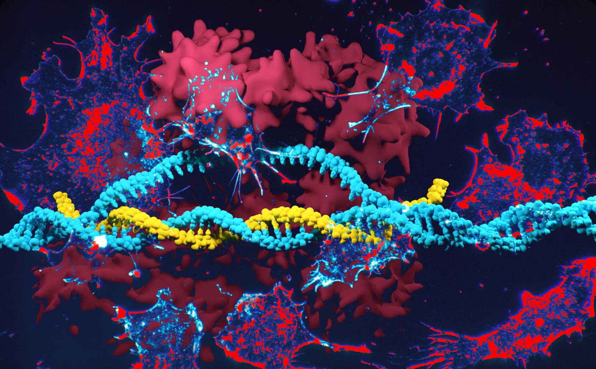 Гмо днк. CRISPR CAS генная терапия. Генная инженерия CRISPR. Изучение ДНК. Клетка ДНК.