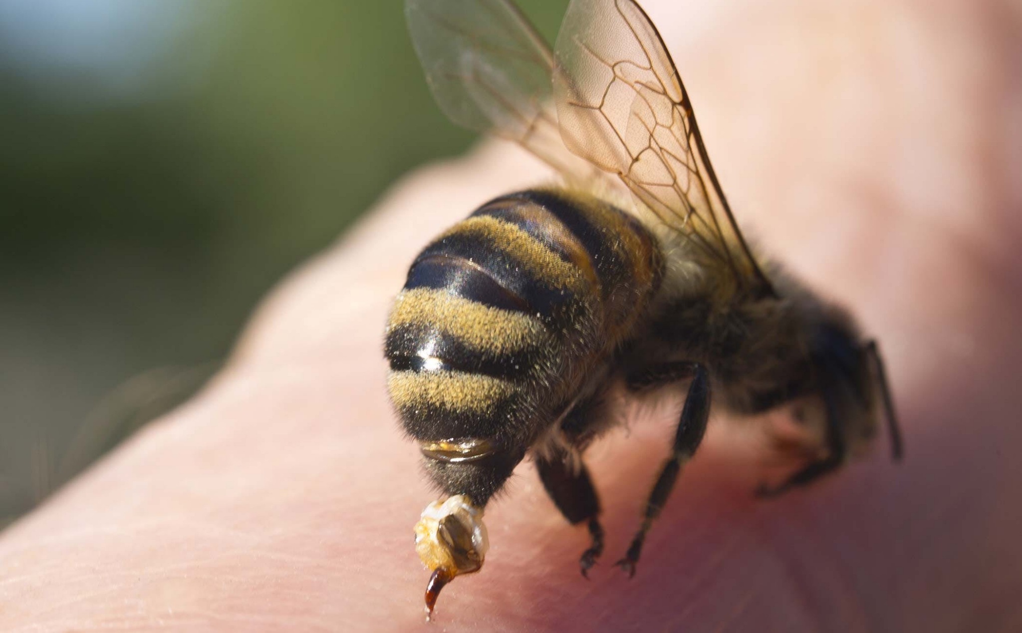 Bạn đang gặp vấn đề với những con ong trên sân nhà? Hãy xem ngay hình ảnh về cách xử lý nhanh sự xuất hiện của chúng. Chúng ta sẽ cùng nhau tìm hiểu và áp dụng những kỹ năng để giải quyết tình huống đó một cách hiệu quả.