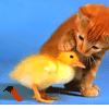Đang tải Mèo & gà con (23-4-2010).gif…