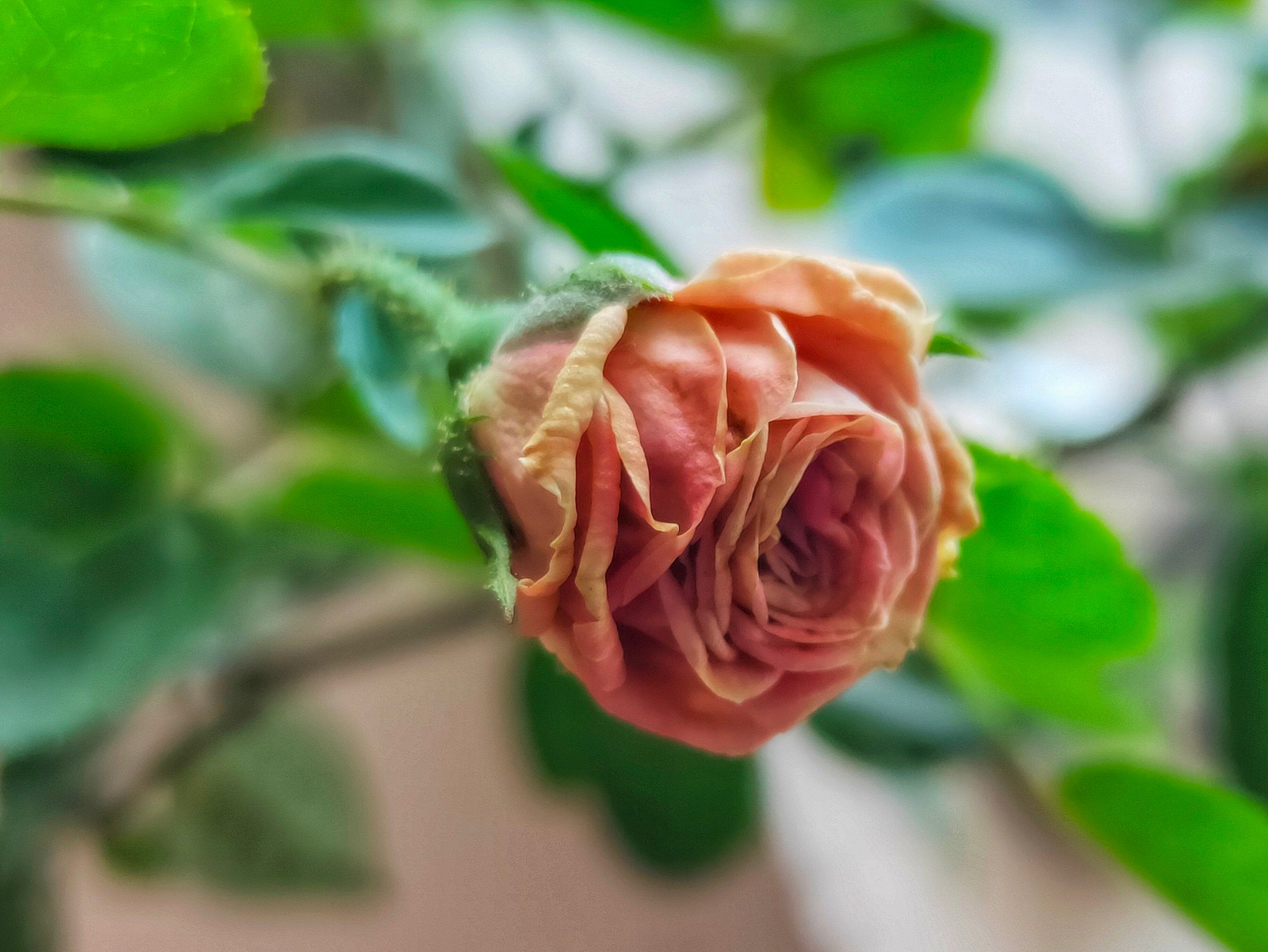 Chụp ảnh macro Realme 3 Pro (2).jpg