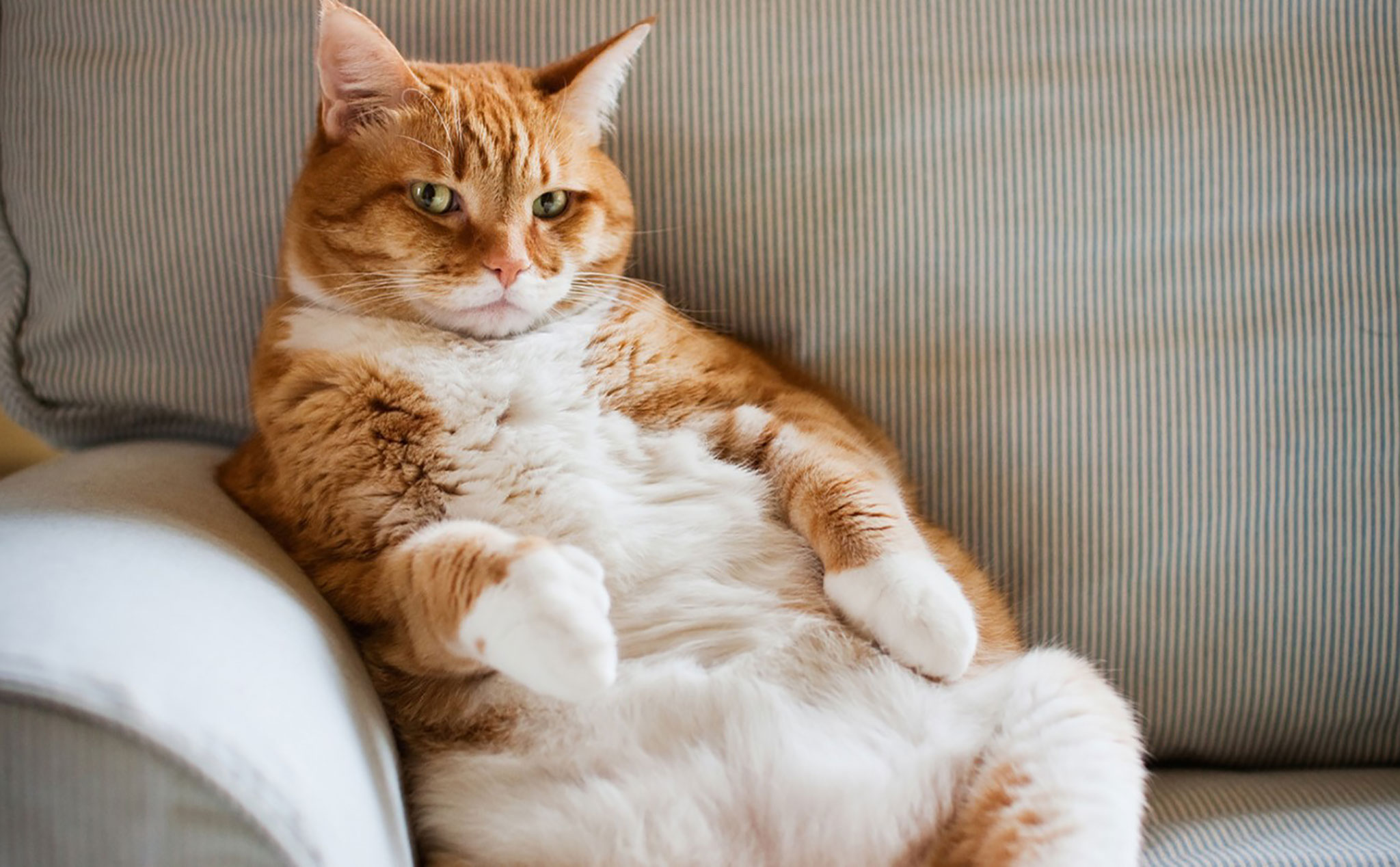 Nghiên cứu] Mèo đang ngày càng mập hơn so với ngày trước