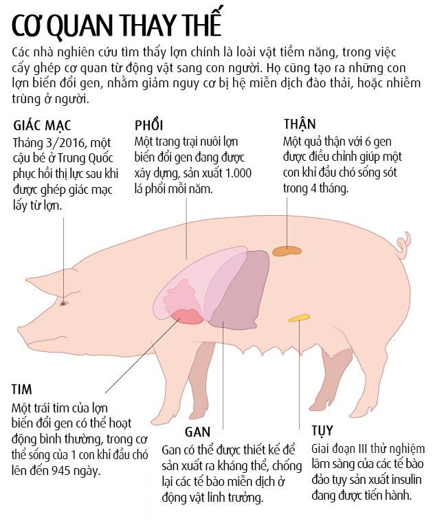 Tìm hiểu về kỹ thuật cấy ghép lợn để trồng tim là điều cực kỳ thú vị. Nó giúp nâng cao chất lượng cuộc sống và cứu sống hàng ngàn bệnh nhân. Hãy xem hình ảnh liên quan để hiểu rõ hơn về quy trình này.