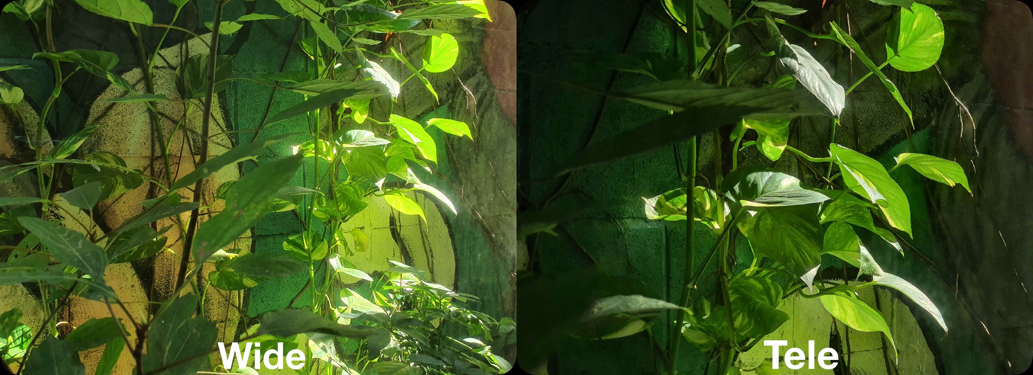 5 So sánh ảnh tele và crop góc rộng-Camera.tinhte.vn.jpg