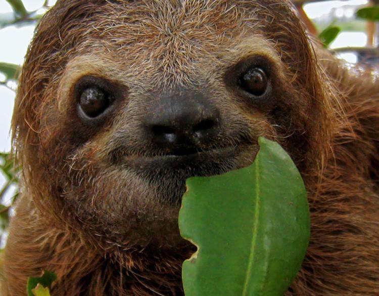 Sloth Cute.jpg