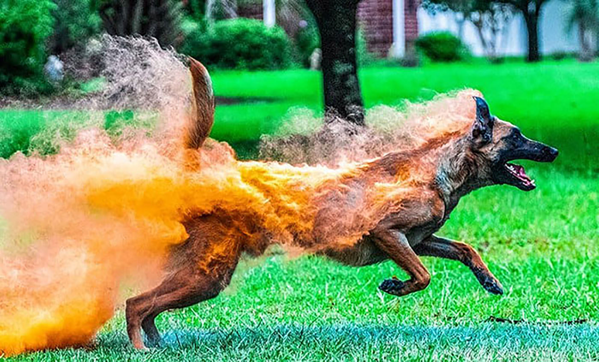 Fire dog