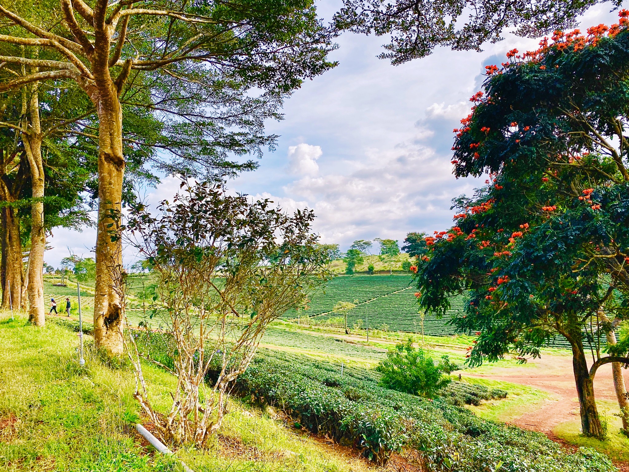 Tam Chau tea field.jpg