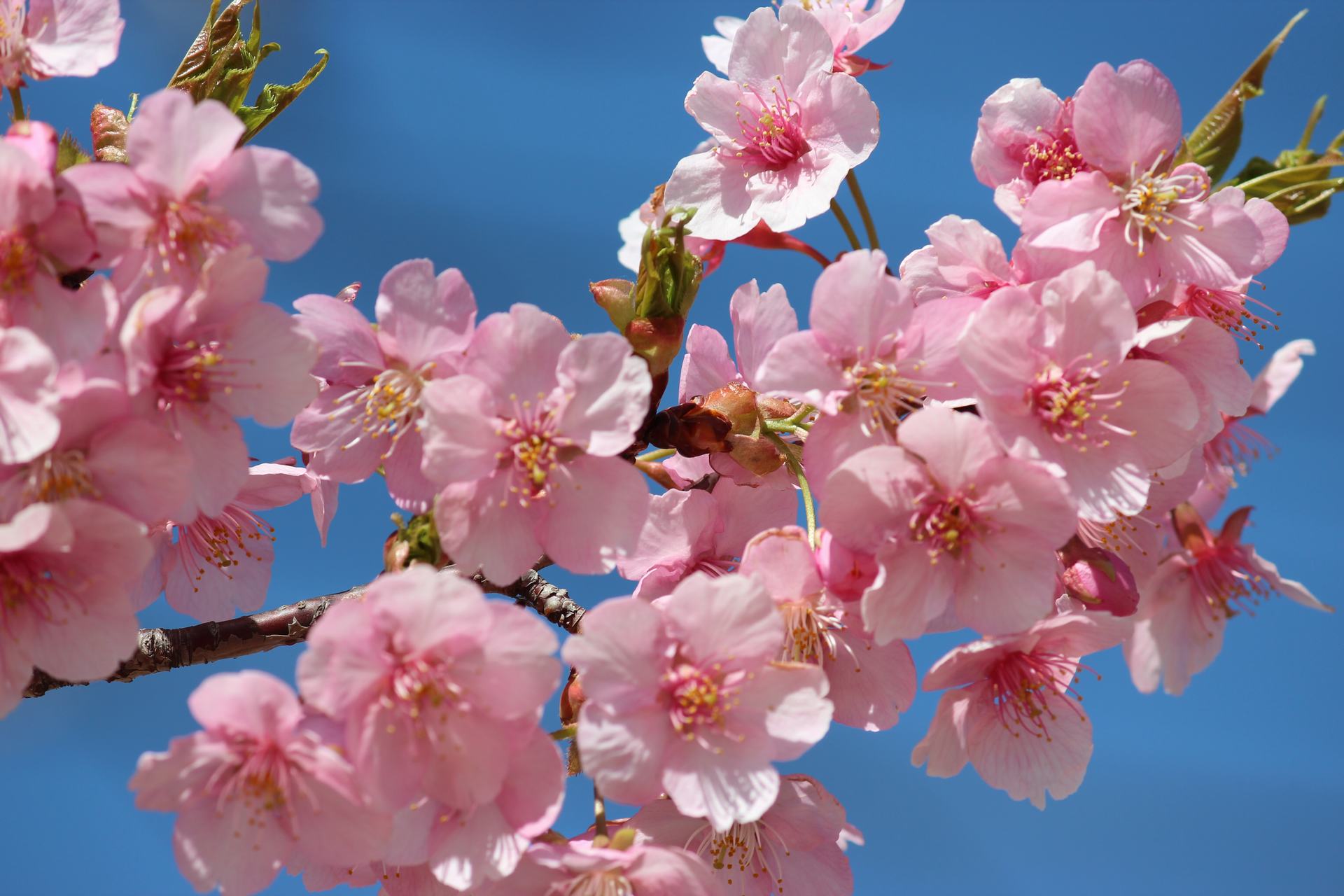 Hình Nền Vẽ Tay Hoa Anh đào Nền HD và Nền Cờ đẹp hoa anh đào nền sakura  màu hồng để Tải Xuống Miễn Phí  Lovepik