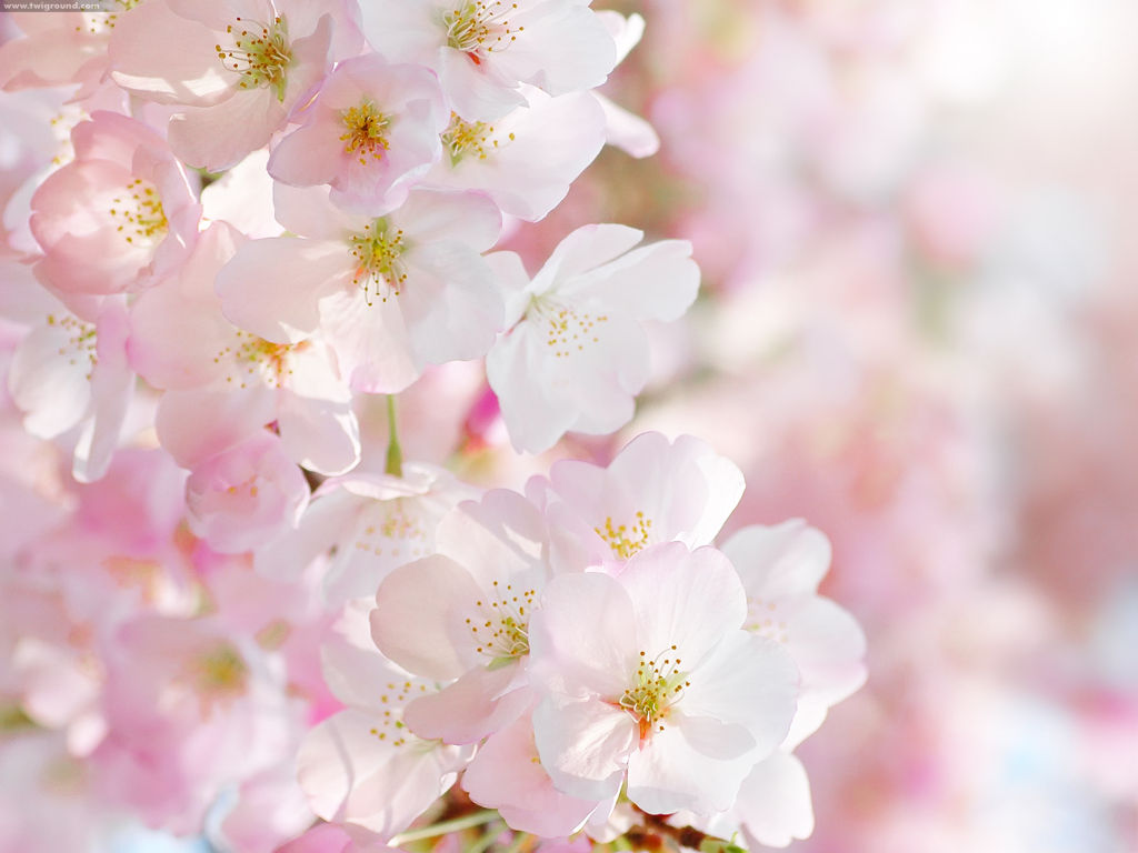 Chia sẻ 101 hình nền ảnh hoa đào ngày tết mới nhất  Tin học Đông Hòa