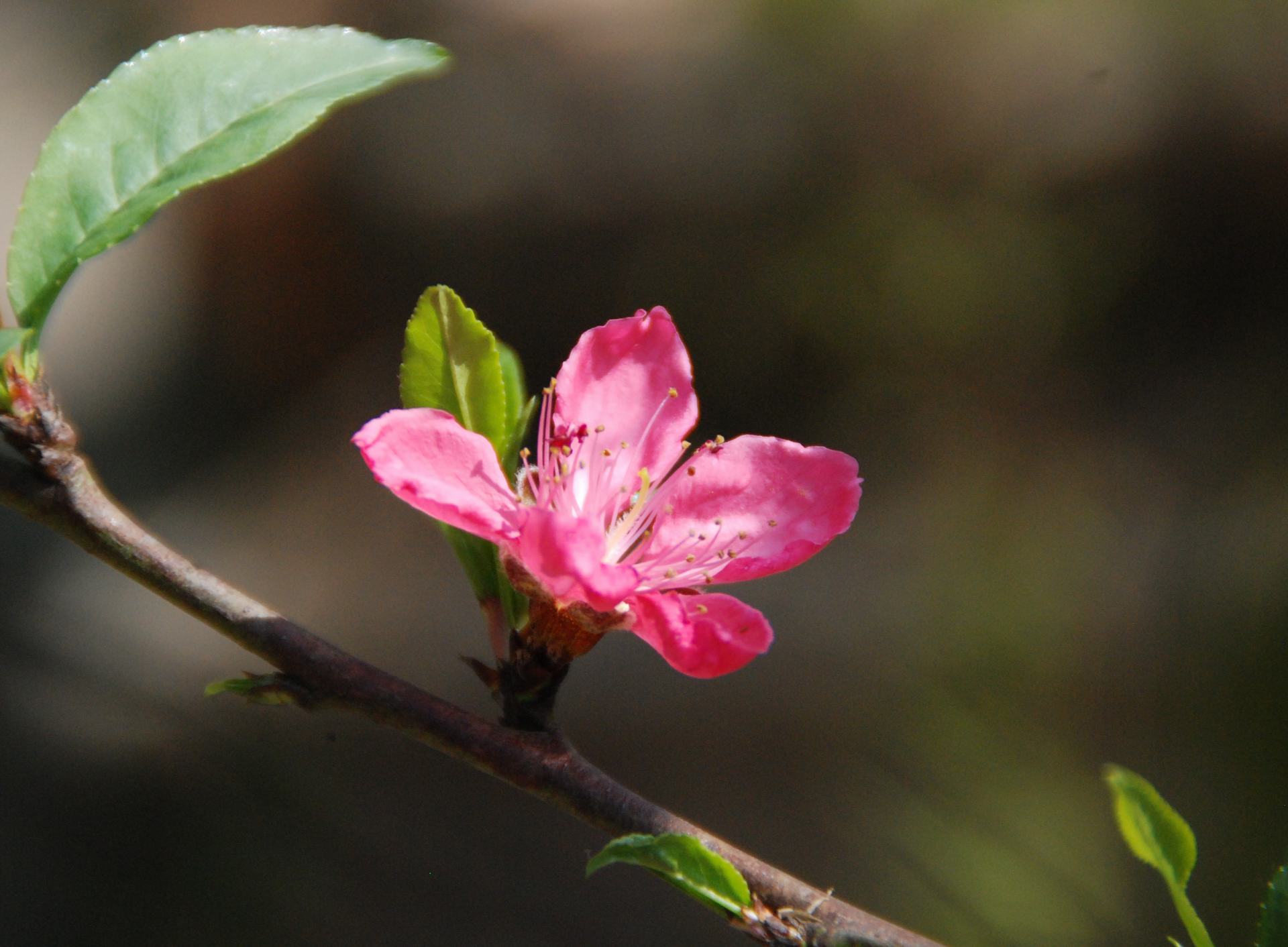 Chia sẻ với hơn 81 hình ảnh hoa đào đẹp hay nhất - Tin Học Vui