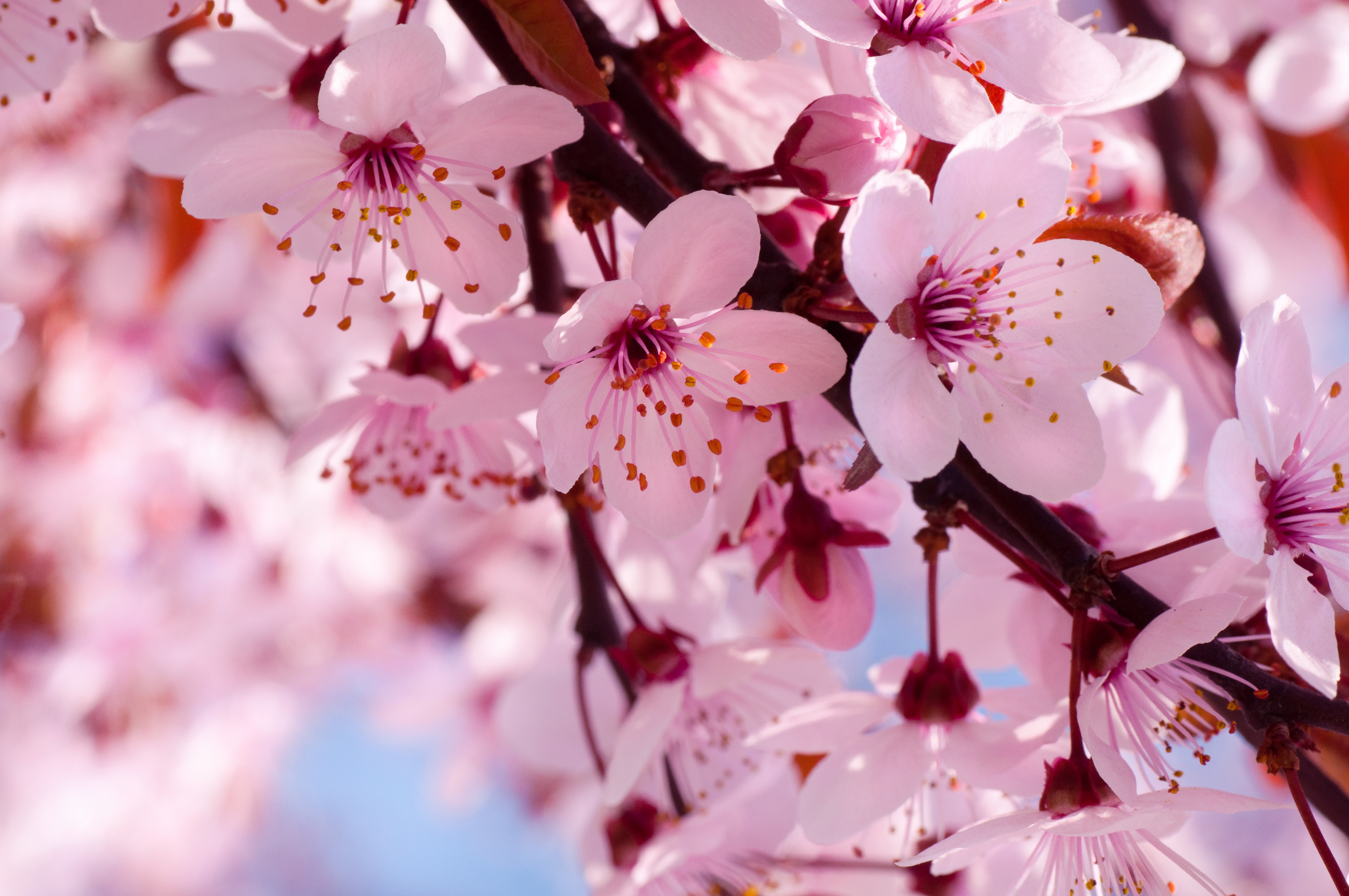 50 Hình nền hoa anh đào đẹp nhất của đất nước Nhật Bản | Hoa anh đào, Phong  cảnh, Hoa đạo
