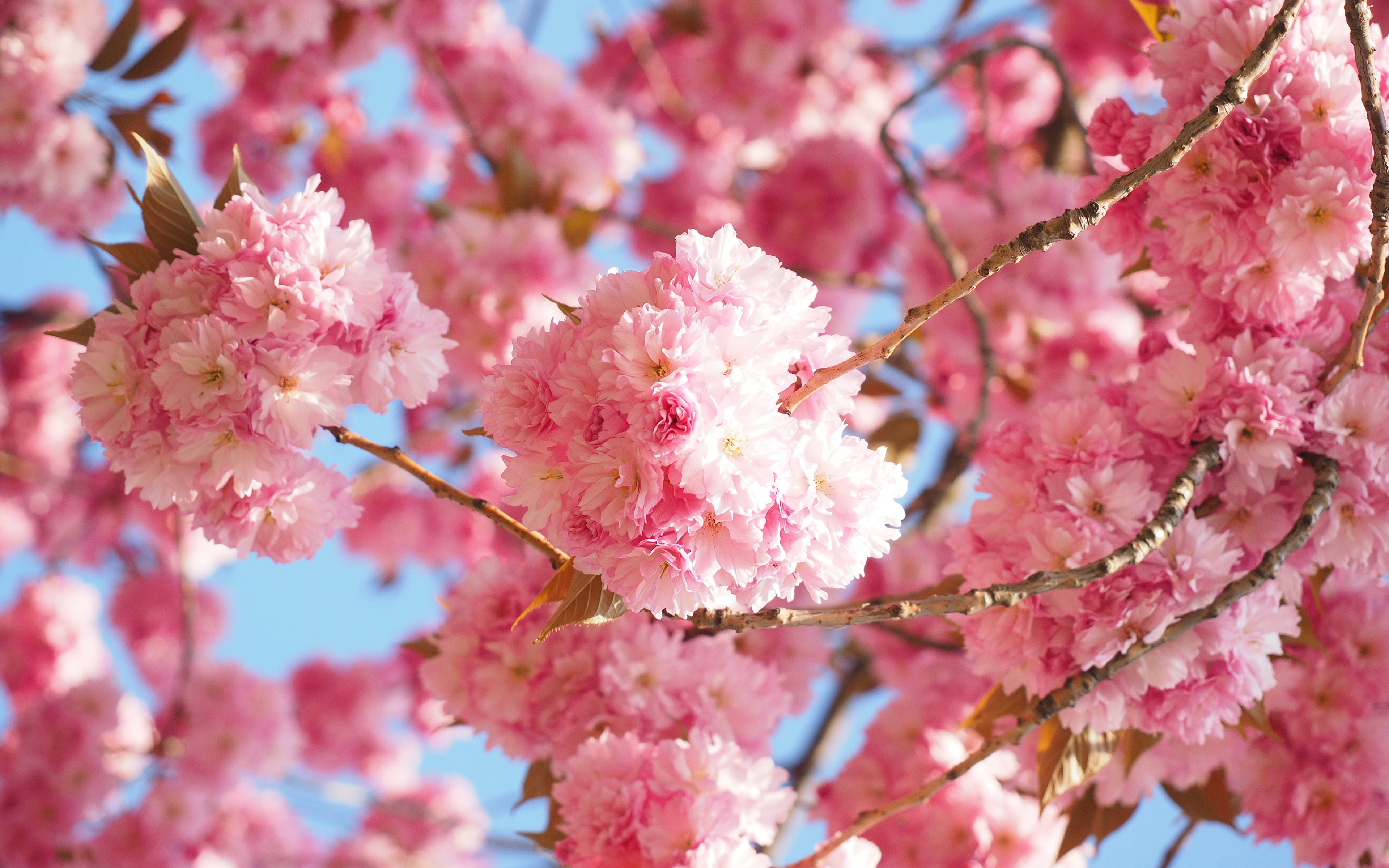 Hoa đào Tết là biểu tượng của sự may mắn và tài lộc trong năm mới. Hãy cùng ngắm nhìn những hình ảnh đầy màu sắc và rực rỡ của hoa đào Tết để tạo thêm không khí náo nhiệt và tình cảm đoàn viên cho ngày Tết đang đến gần.