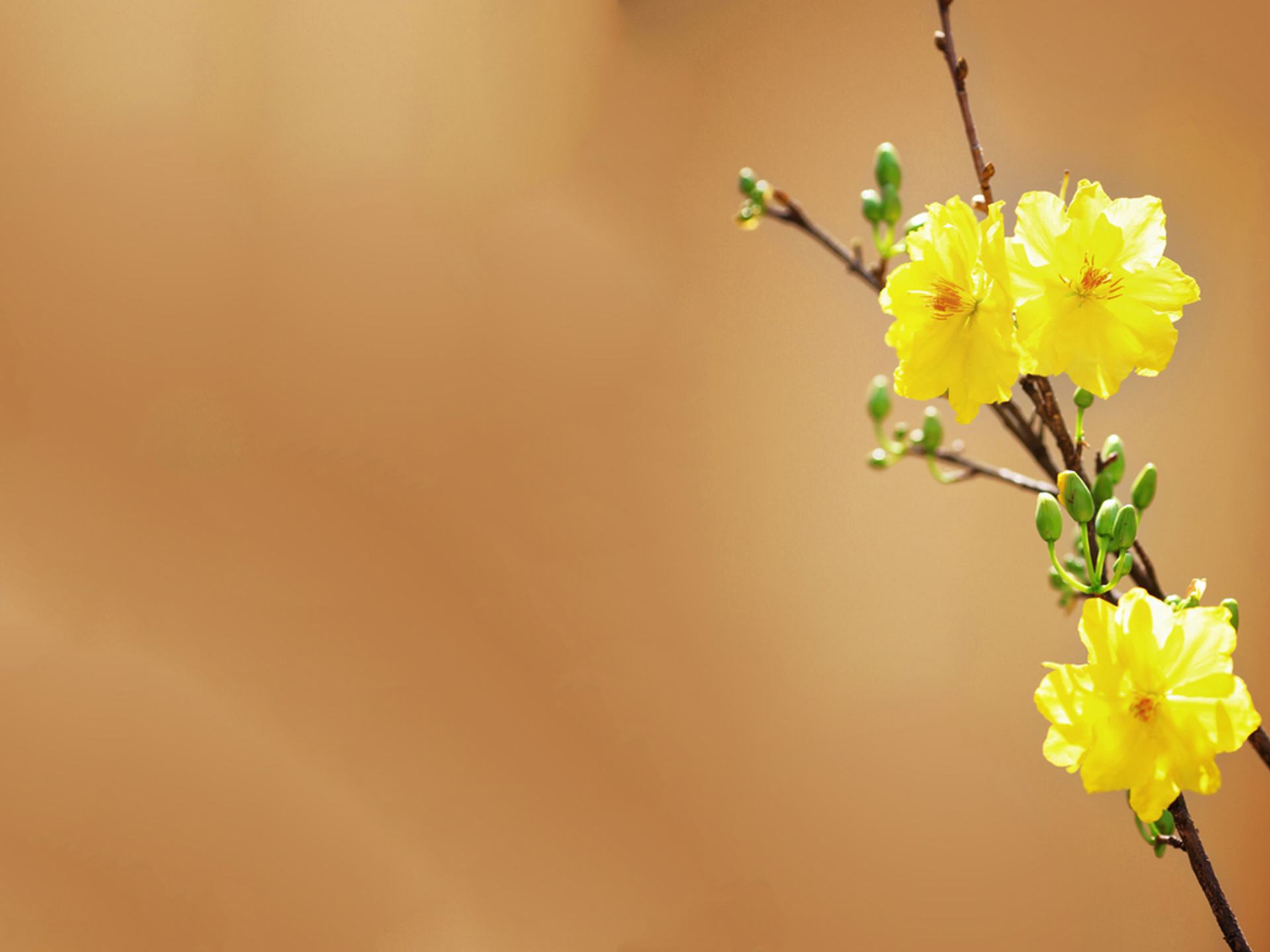 30 hình ảnh hoa mai vàng tuyệt đẹp không thể bỏ qua  Hà Nội Spirit Of  Place