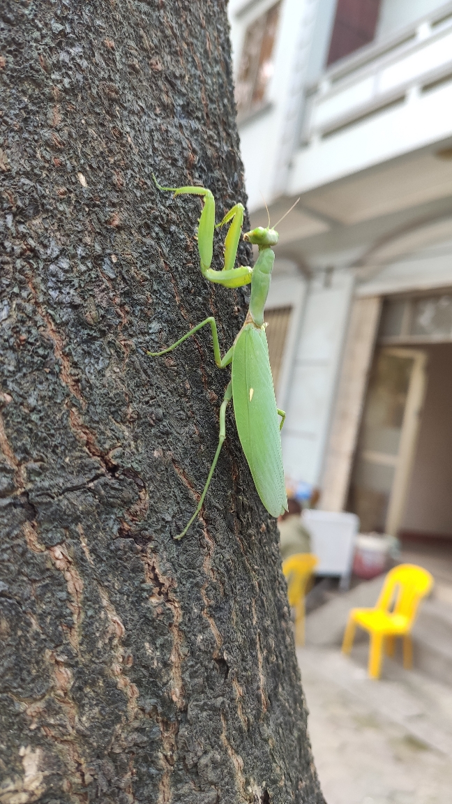 CON BỌ NGỰA | Viết bởi KingR