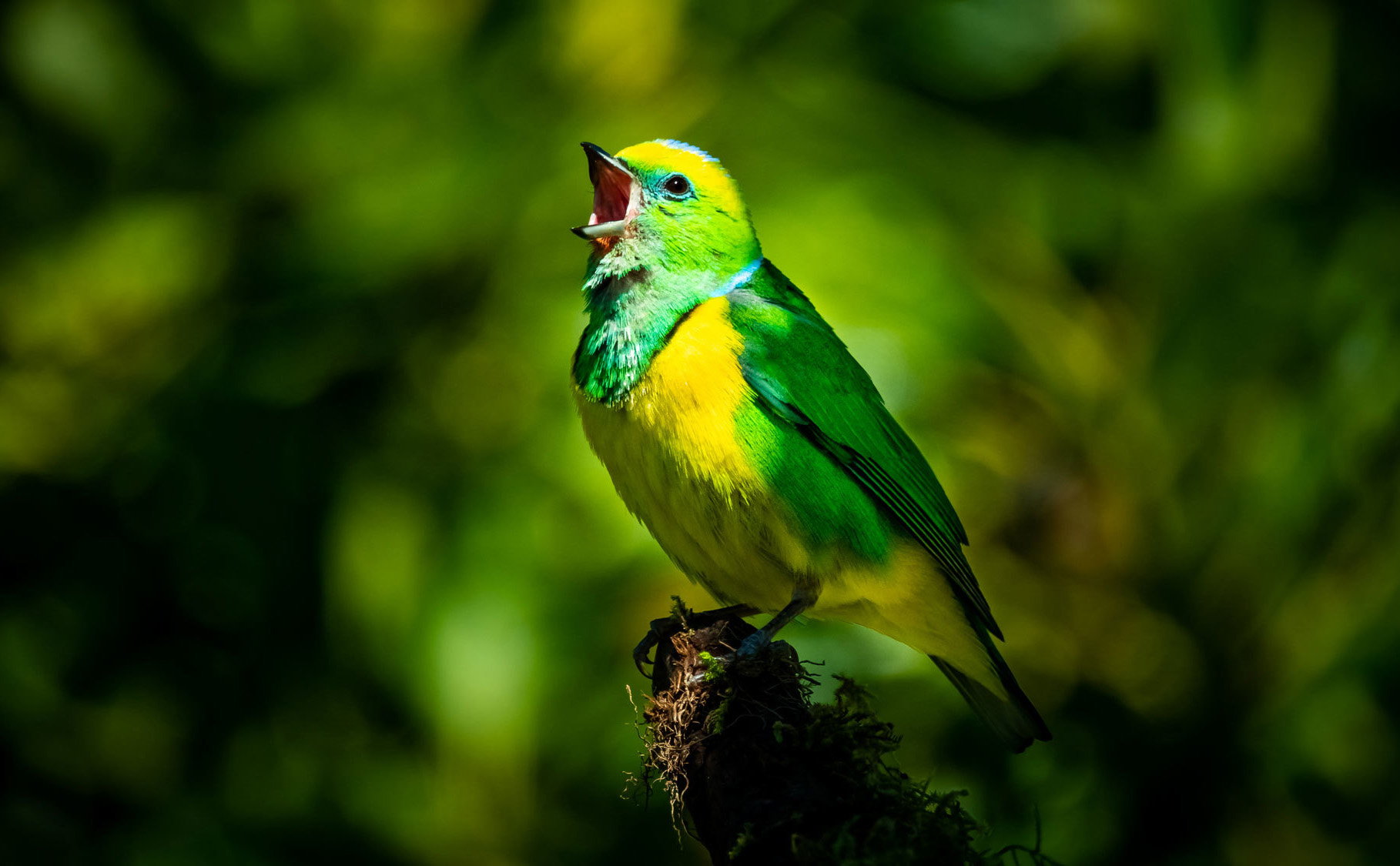 Hình ảnh Một Chú Chim Màu ảnh Vector PNG , Động Vật, Màu, Birdie PNG và  Vector với nền trong suốt để tải xuống miễn phí
