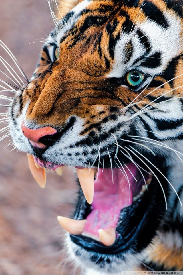 999+ hình nền con hổ tuyệt đẹp - Bộ sưu tập hình nền con hổ đẳng cấp với  chất lượng 4K đầy đủ