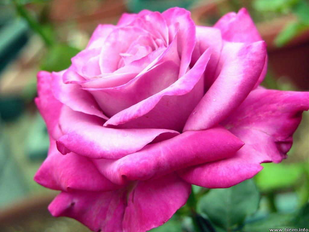 big-pink-rose-1d.jpg