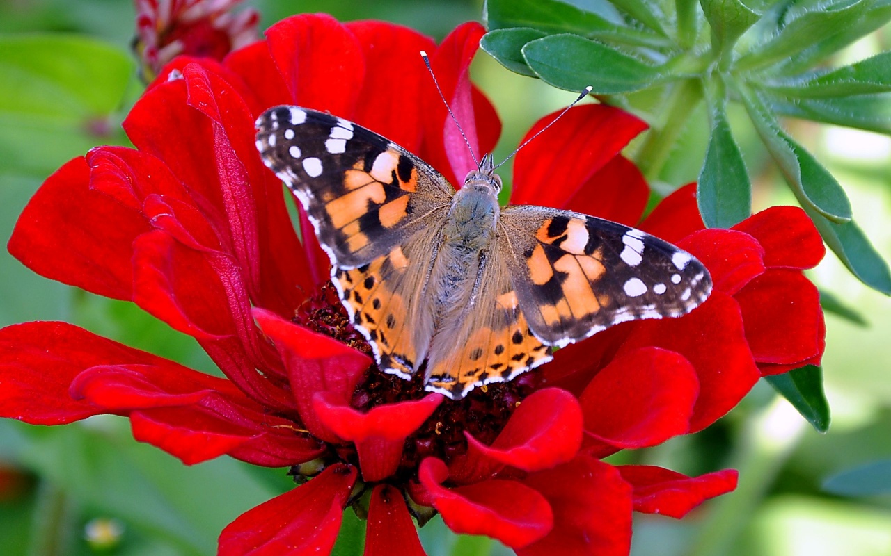 Butterfly-on-a-red-flower.jpg