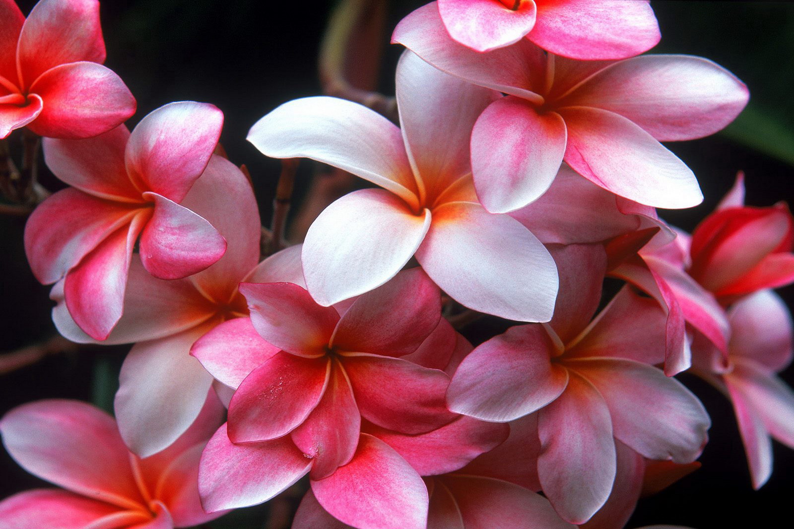 Hawaiian Plumeria.jpg