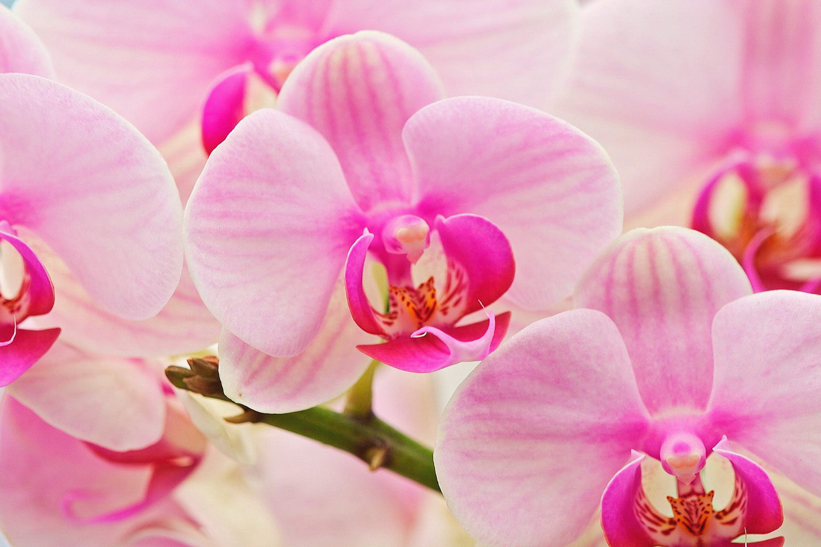 Hybrid Orchids.jpg