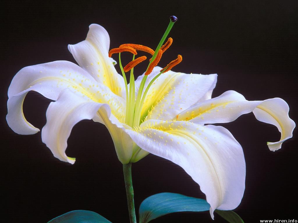 oriental-lily.jpg