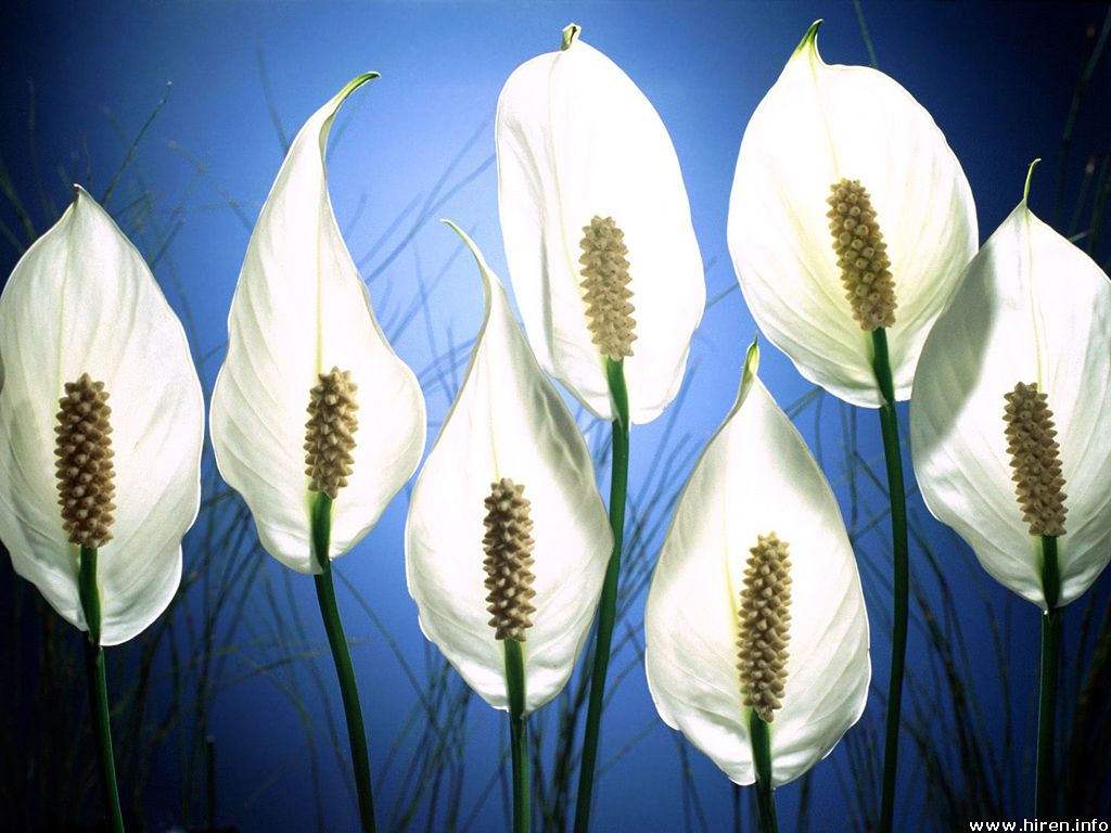 pick-me_peace-lilies.jpg