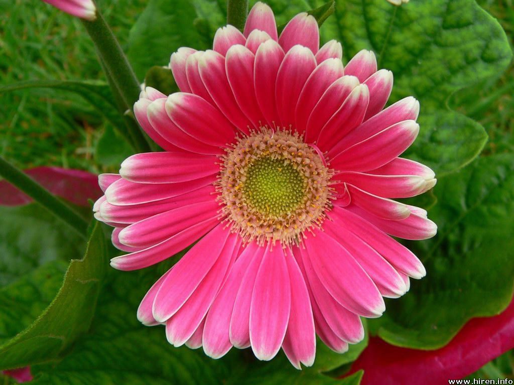 pink-shadded-gerbera-daisy.jpg