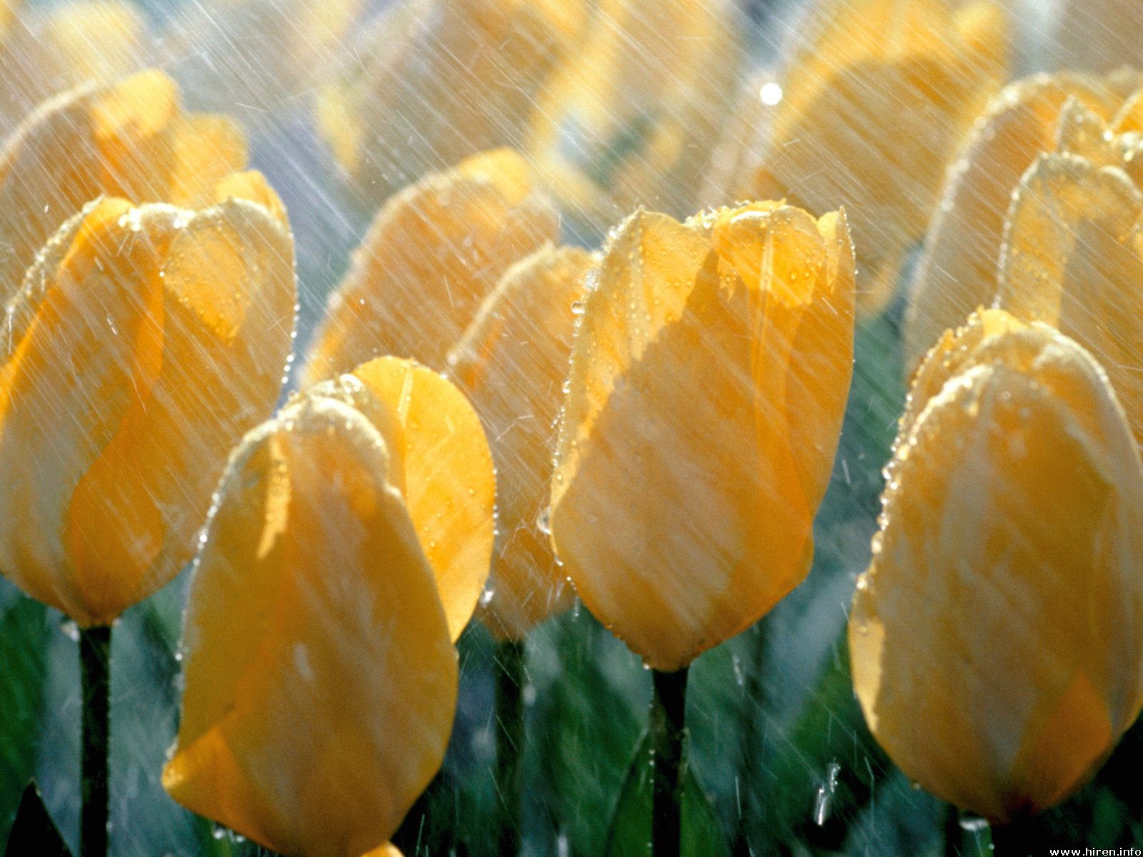 spring-shower_tulips.jpg