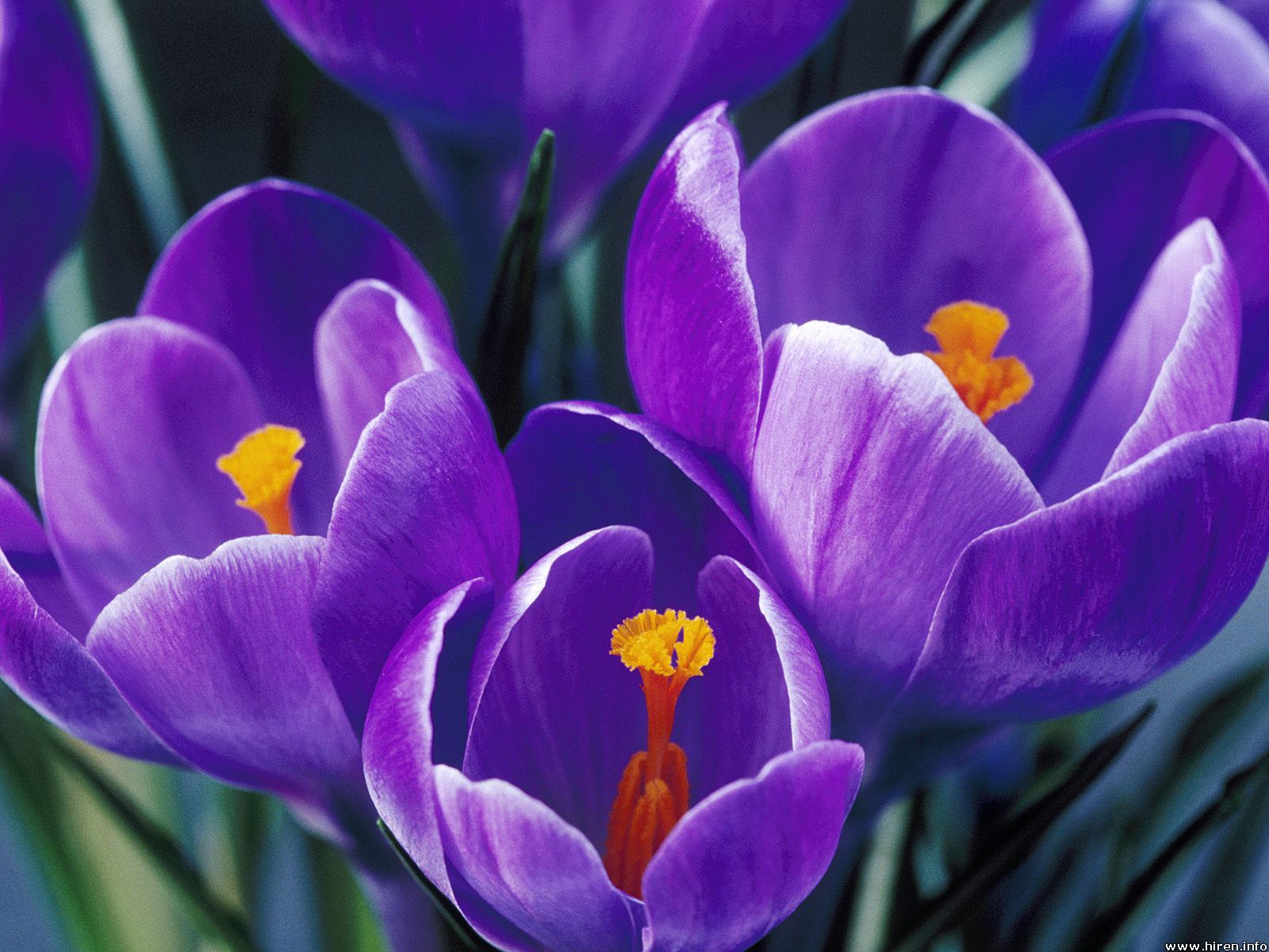 spring-tulip-4.jpg