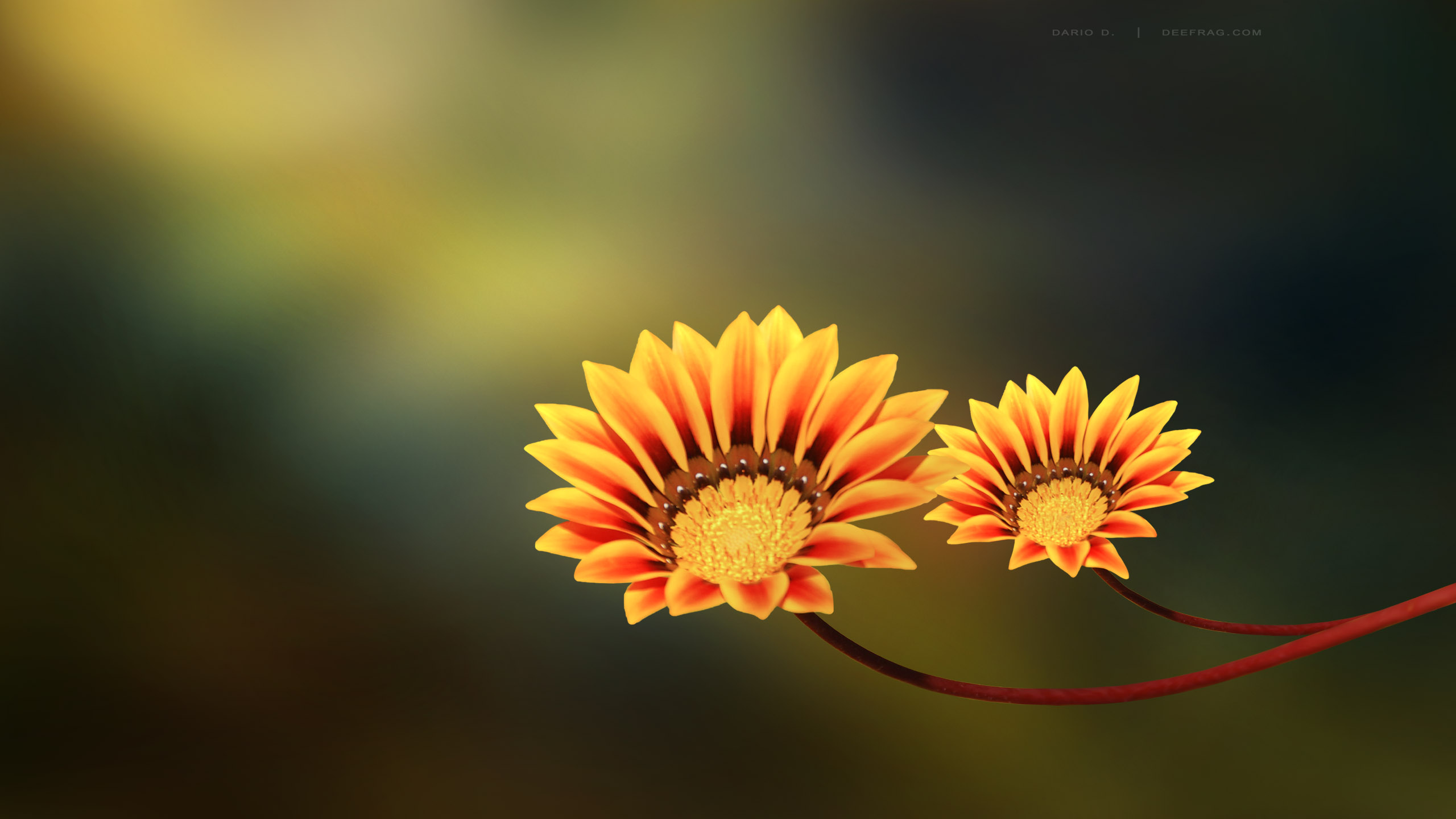 Two-Flowers-yellow-orange-flowers-nature.jpg