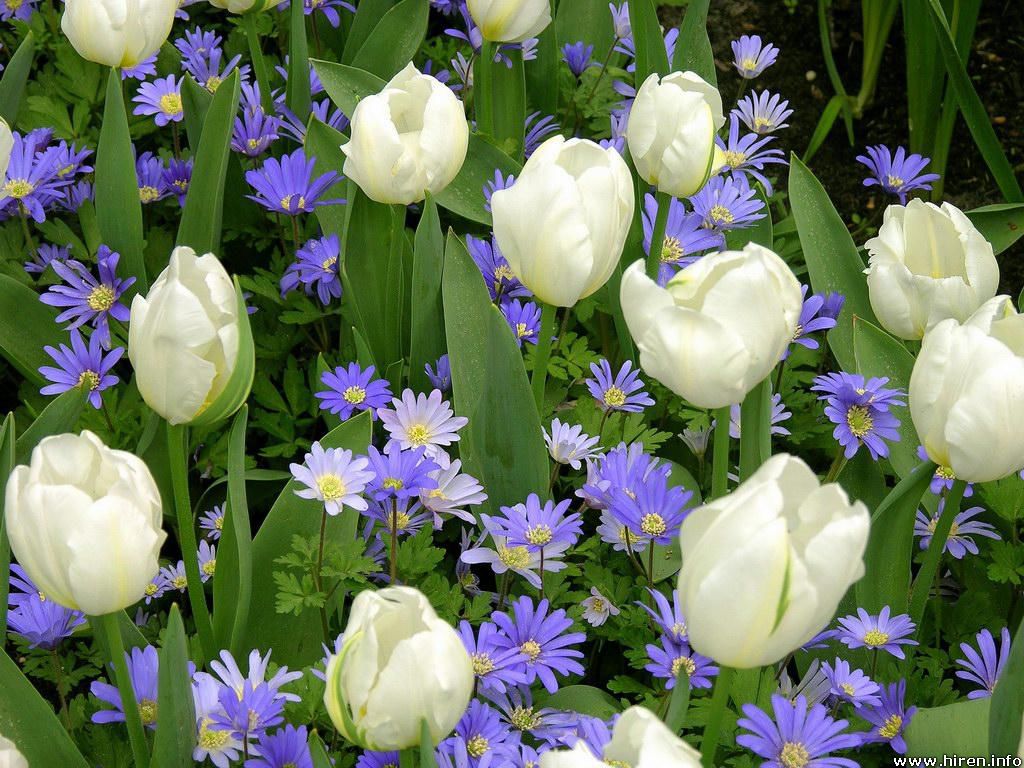 white-tulips-with-purple-gerbera.jpg