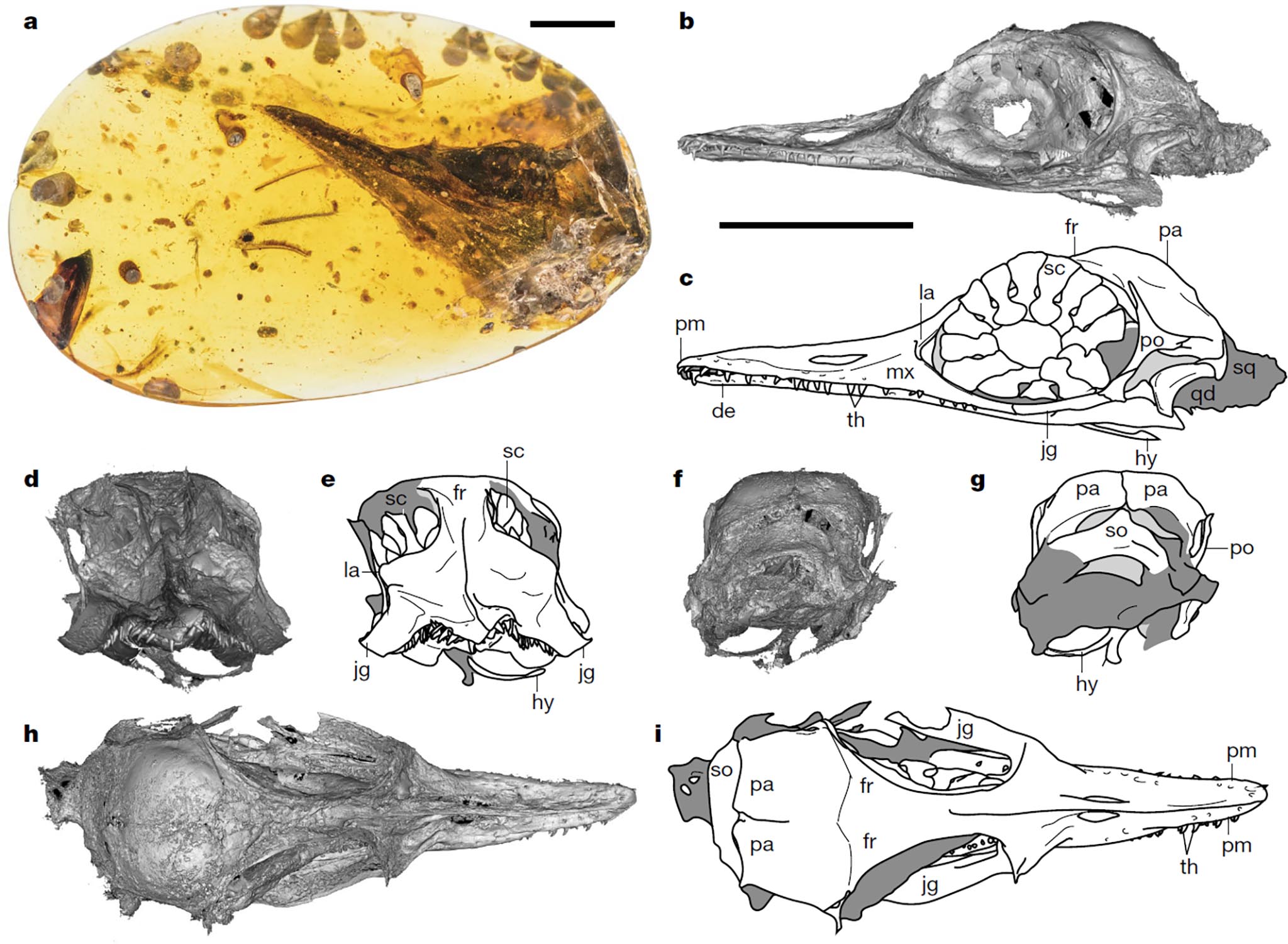 Oculudentavis_1.jpg