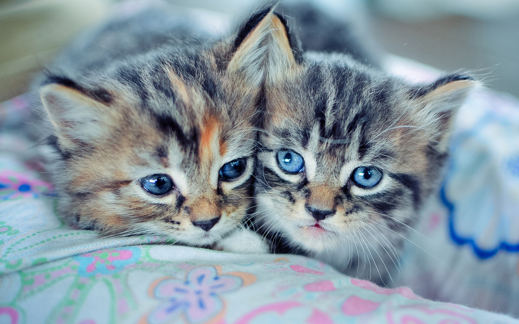 cute-cats-wallpapers-(5)____by____twalls.jpg