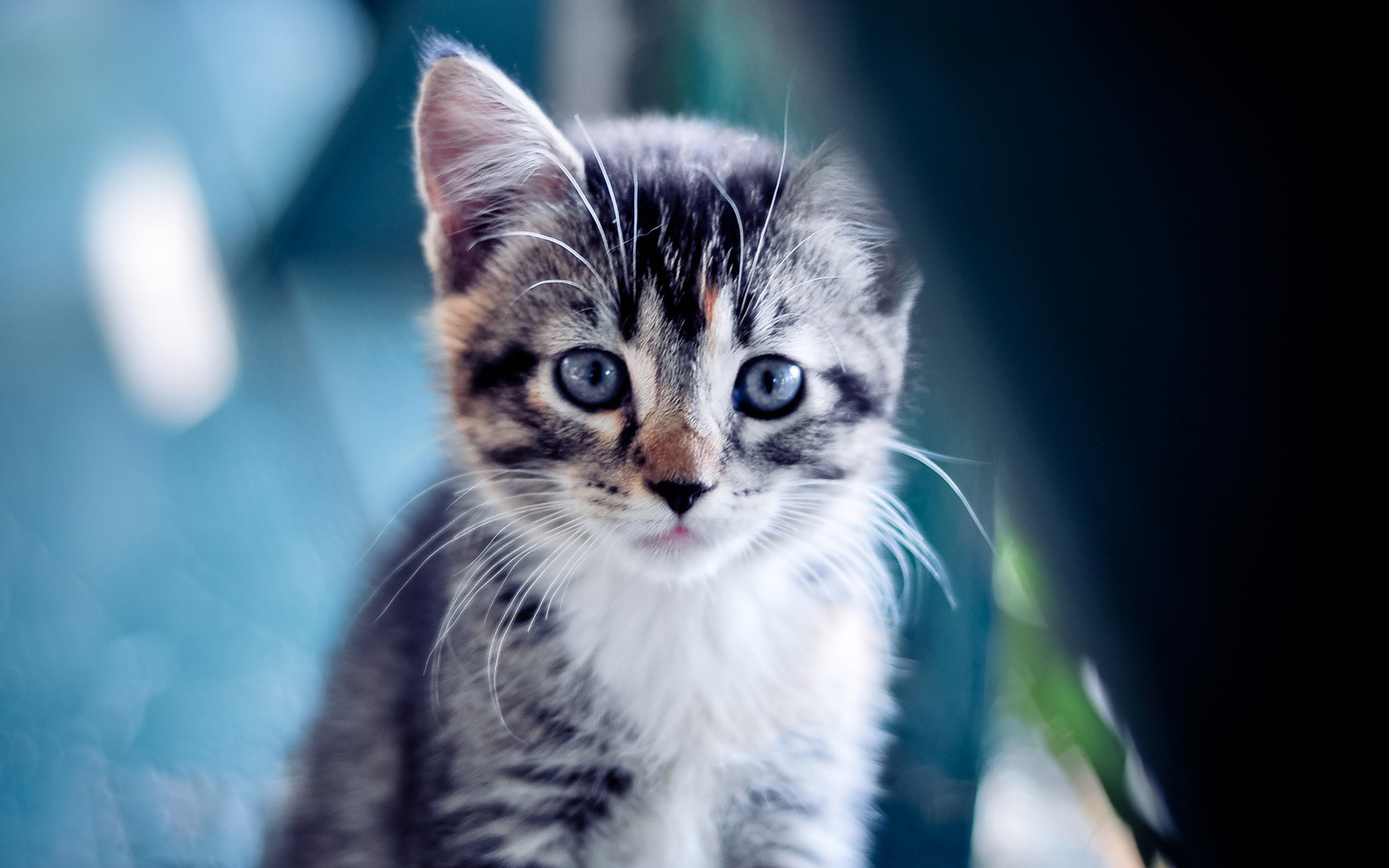 Hình nền mèo dễ thương: Những hình nền mèo dễ thương luôn mang lại cảm giác vui vẻ và thú vị cho người dùng. Hãy ghé thăm trang web của chúng tôi để khám phá những hình nền mèo đáng yêu nhất với nhiều phong cách khác nhau cho bạn lựa chọn.