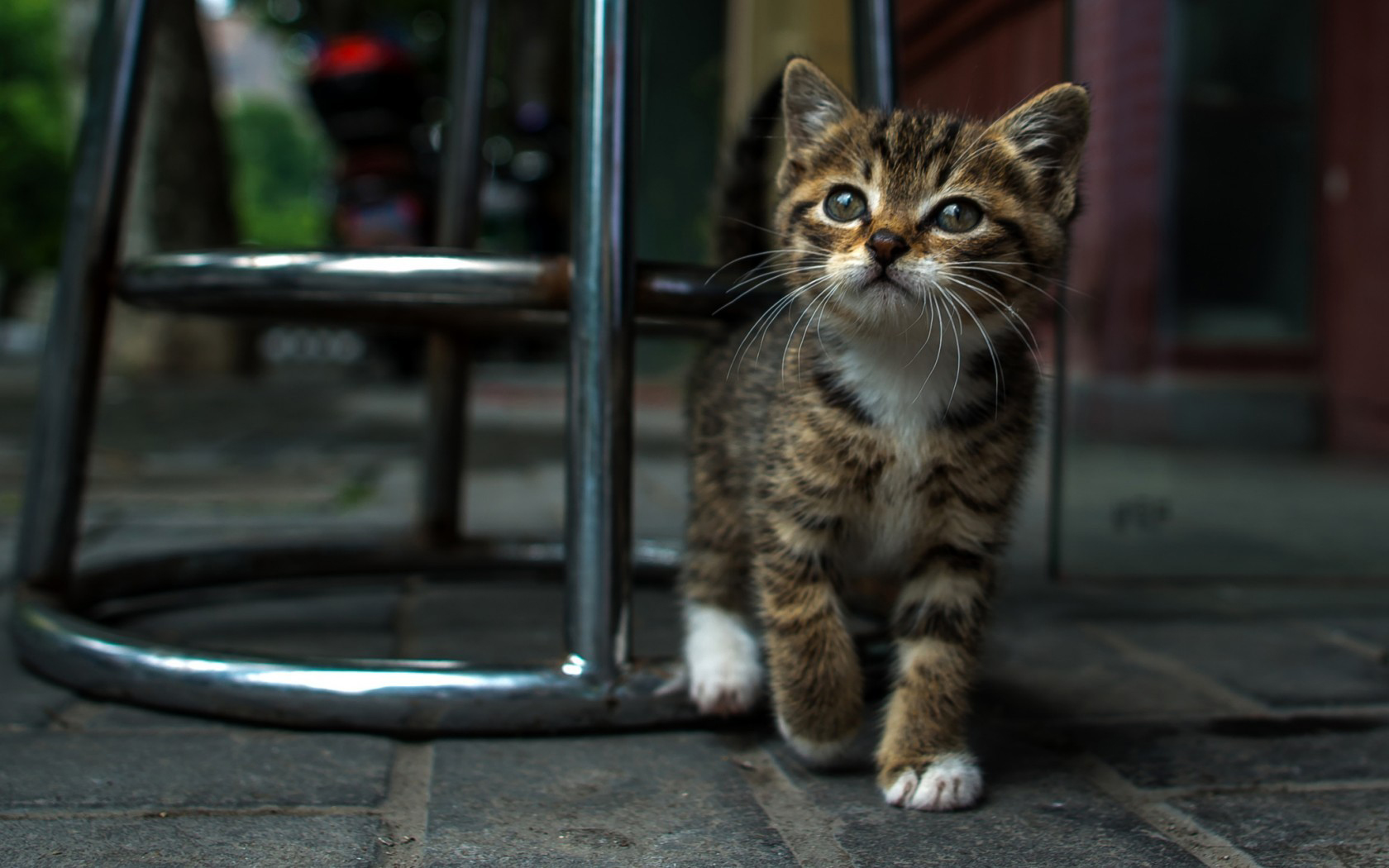 cute-cats-wallpapers-(10)____by____twalls.jpg