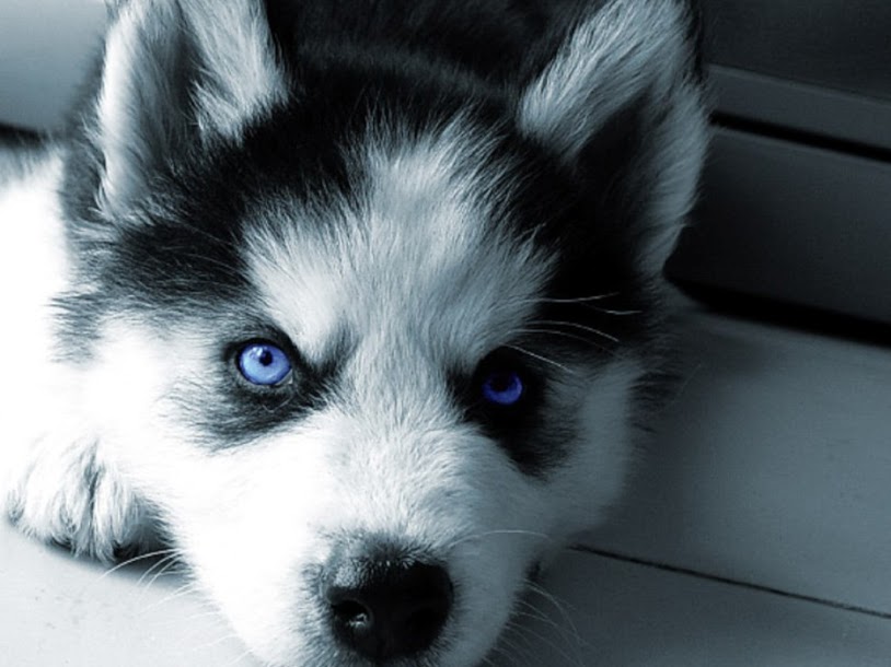 Hình ảnh chó cute hình nền cún dễ thương đáng yêu ngộ nghĩnh nhất